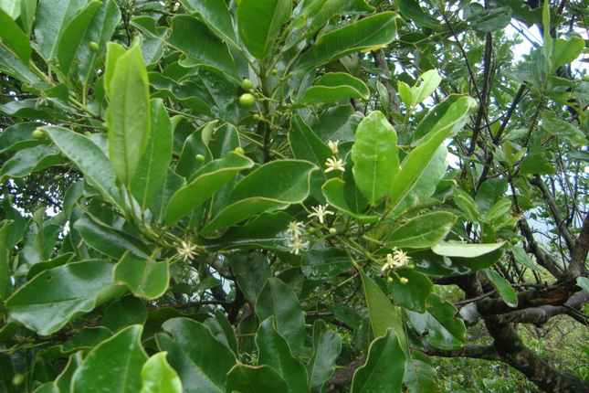 Cây Bí Bái. Acronychia pedunculata (L.) Miq - Cây Thuốc Nam Quanh Ta